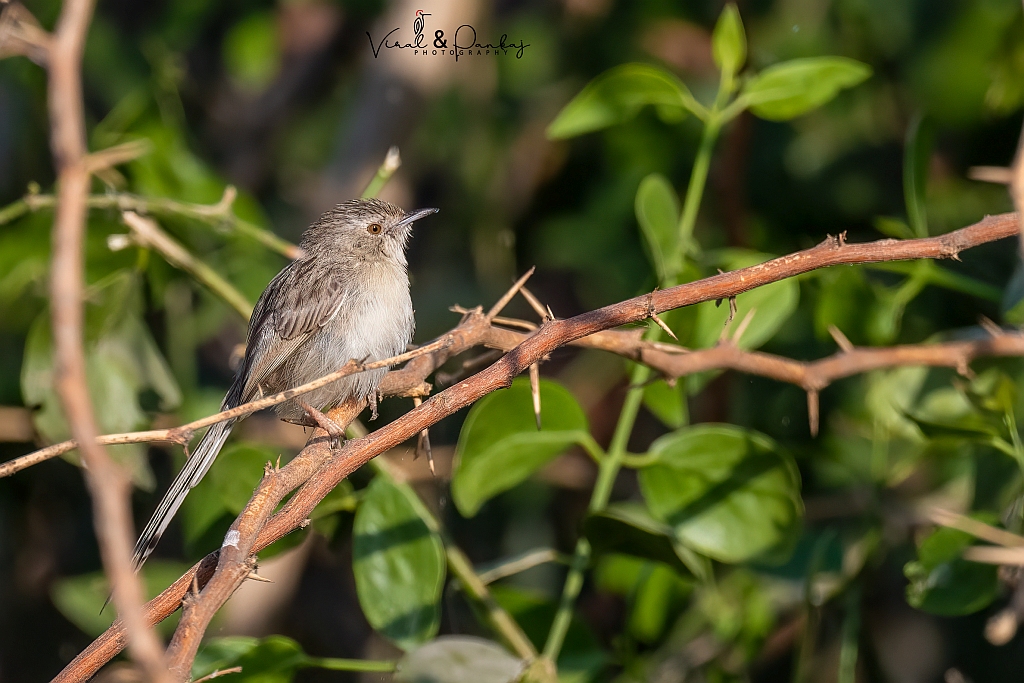 Graceful Prinia